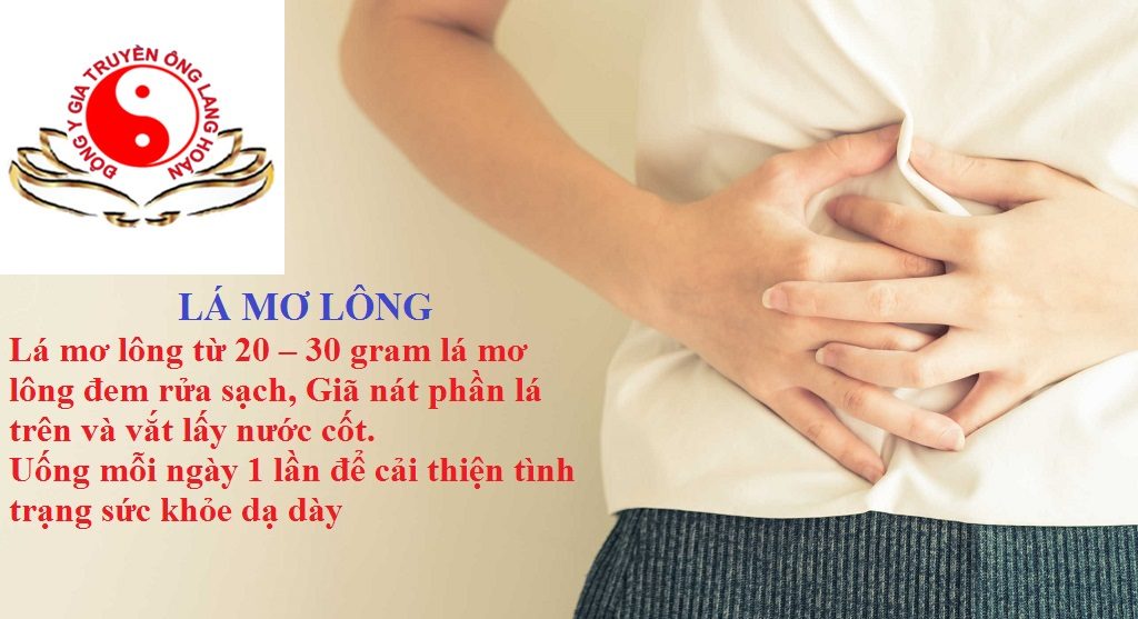 Lá mơ lông giúp giảm đau dạ dày